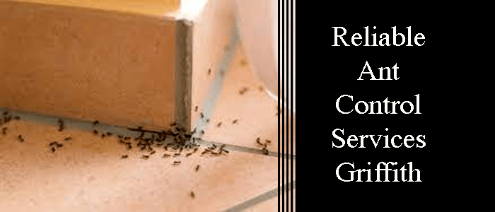 Reliable Ant Control Services griffith